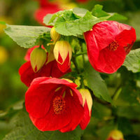 Red Abutilon Striatum Flower seeds for Planting - Cut Flower Favorite, Heirloom & GMO Free Seeds for Home Garden