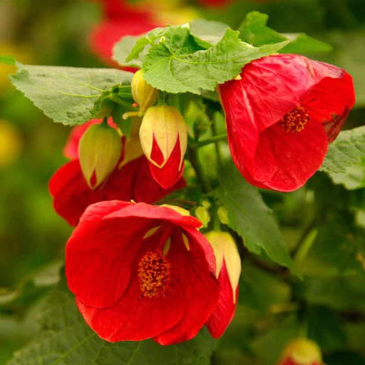 Mix Abutilon Flower seeds for Planting Fragrant Blossoms Heirloom & GMO Free Seeds for Home Garden 
 
 Sale