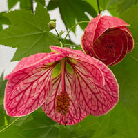 Abutilon Hybridum Flower seeds for Planting - Fragrant Blossoms, Heirloom & GMO Free Seeds for Home Garden