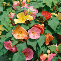 Mixed Abutilon Bellevue Flower seeds for Planting - Hardy Variety, Heirloom & GMO Free Seeds for Home Garden