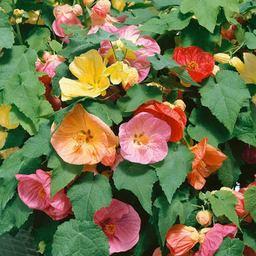 Abutilon Bellvue Flower seeds for Planting - Drought Tolerant, Heirloom & GMO Free Seeds for Home Garden