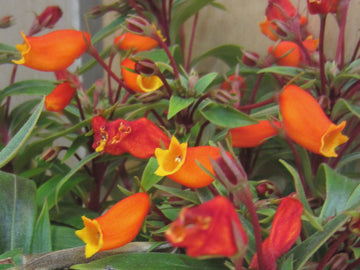 Orange Gloxinia Flower seeds for Planting - Long Bloom Season, Heirloom & GMO Free Seeds for Home Garden