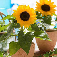 Sunflower Bonsai Planting Flower Seeds Black