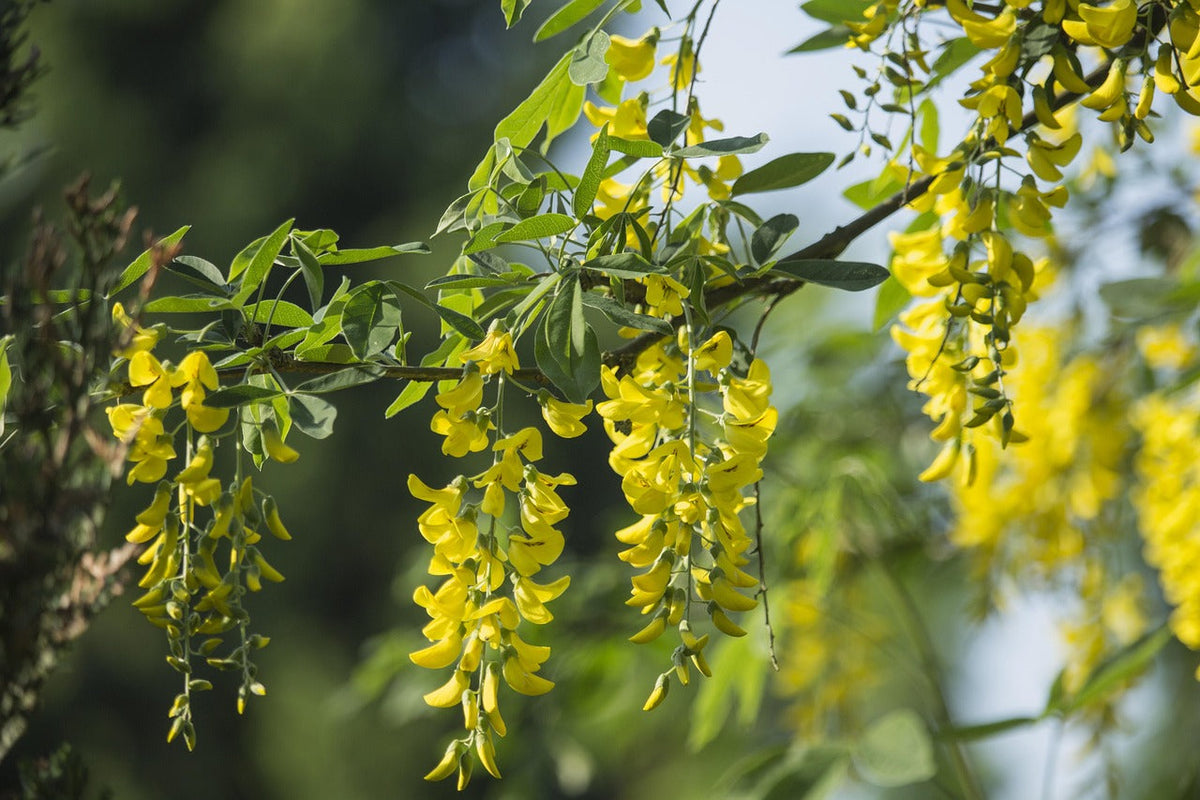 Acacia (Acacia Flower) seeds for planting in home garden