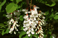 Close-up of White Acacia Flower Clusters