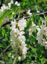Acacia White Flowers in Garden Landscape
