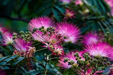 Acacia Perennial Flower Seeds for Planting