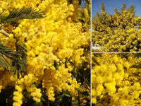Dealbata Mimosa Flower seeds for Planting Perfect for Borders Heirloom & GMO Free Seeds for Home Garden