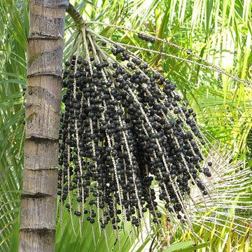 Acai Fruit Seeds Collection for Easy Planting