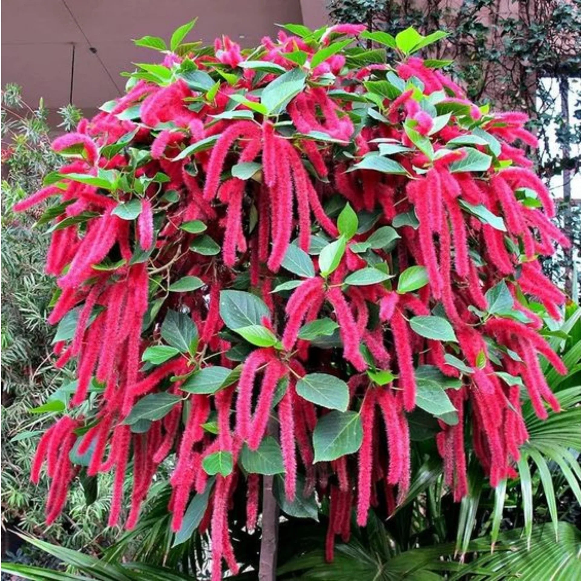 Non GMO Acalypha plant seeds for planting
