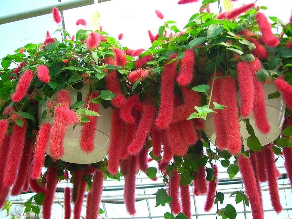 Acalypha seeds for pots and landscaping
