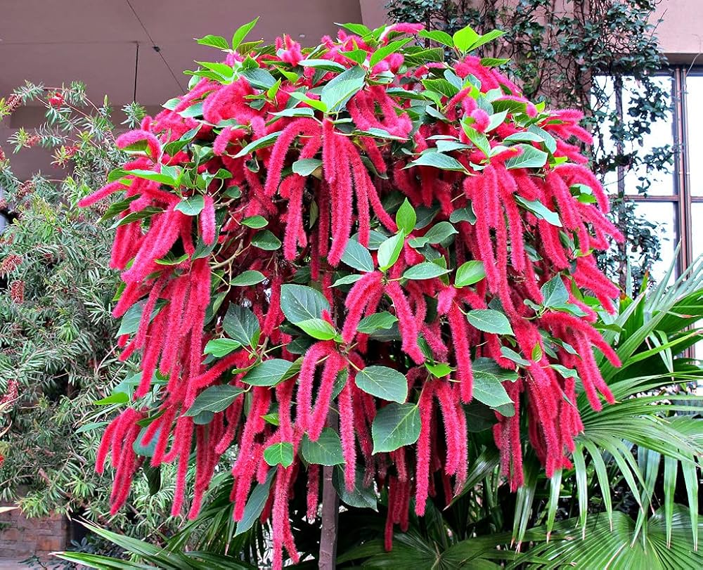 Acalypha Hispida Seeds for Planting – Exotic Red Flowering Plant