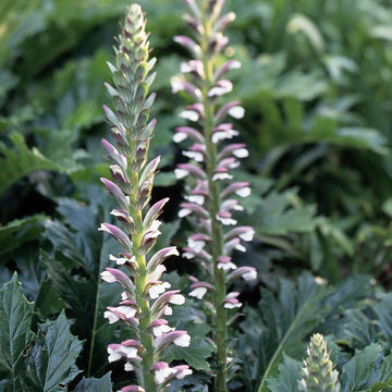 Spiny Acanthus Flowers Seeds