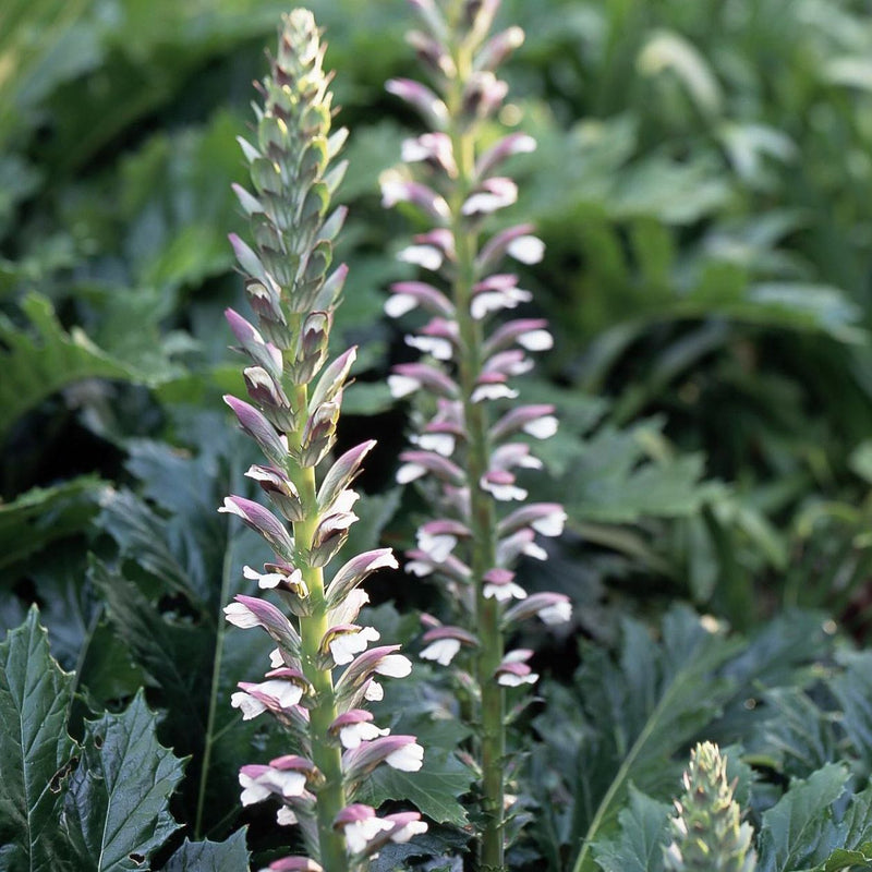 Spiny Acanthus Flowers Seeds