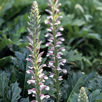 ACANTHUS MOLLIS Acanthus mollis Flower Seeds for Planting in Flower Bed