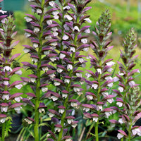 Bear’s Breeches plants enhancing garden landscapes