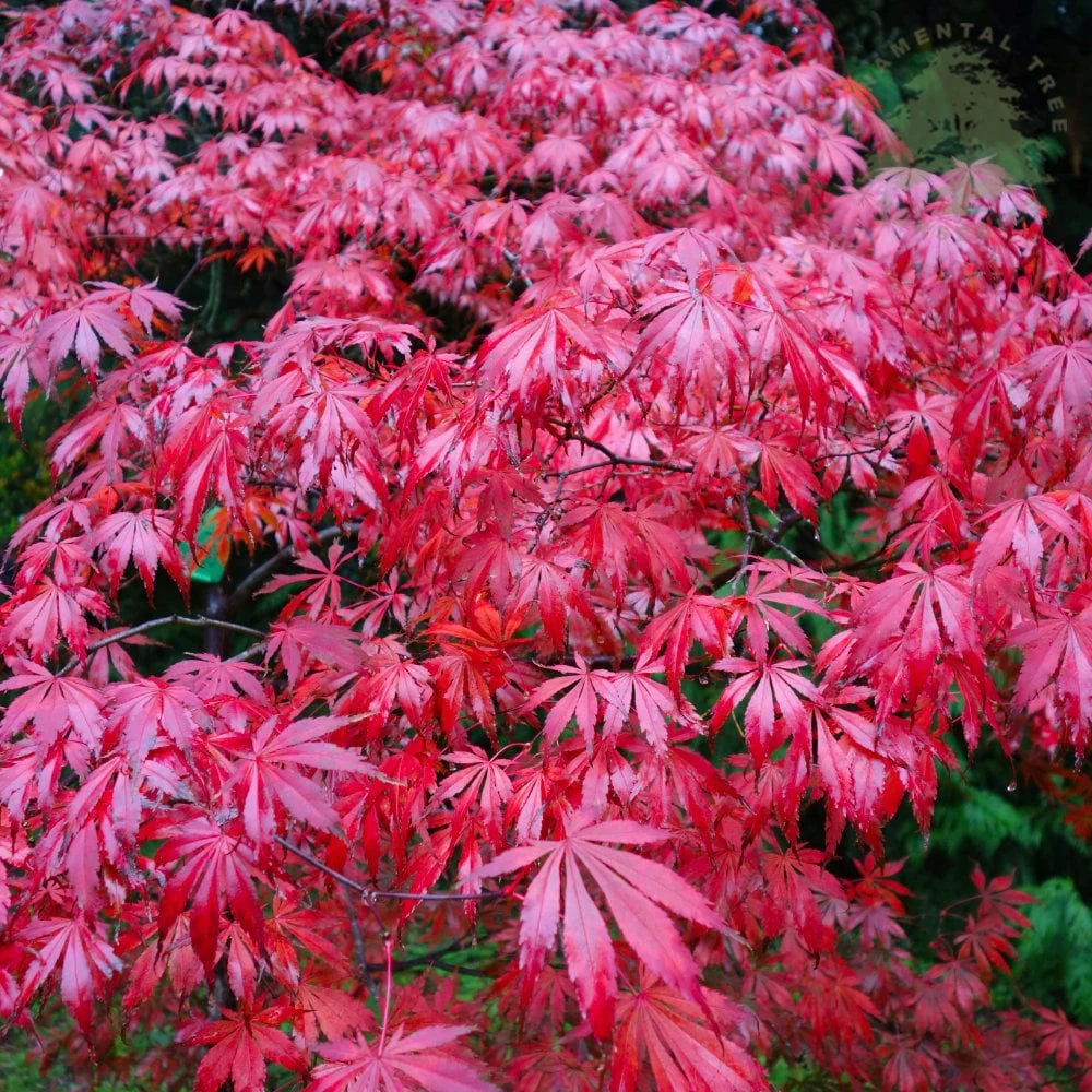 Maroon Suminagashi Flower seeds for Planting Cut Flower Favorite Heirloom & GMO Free Seeds for Home Garden 
 
 Sale