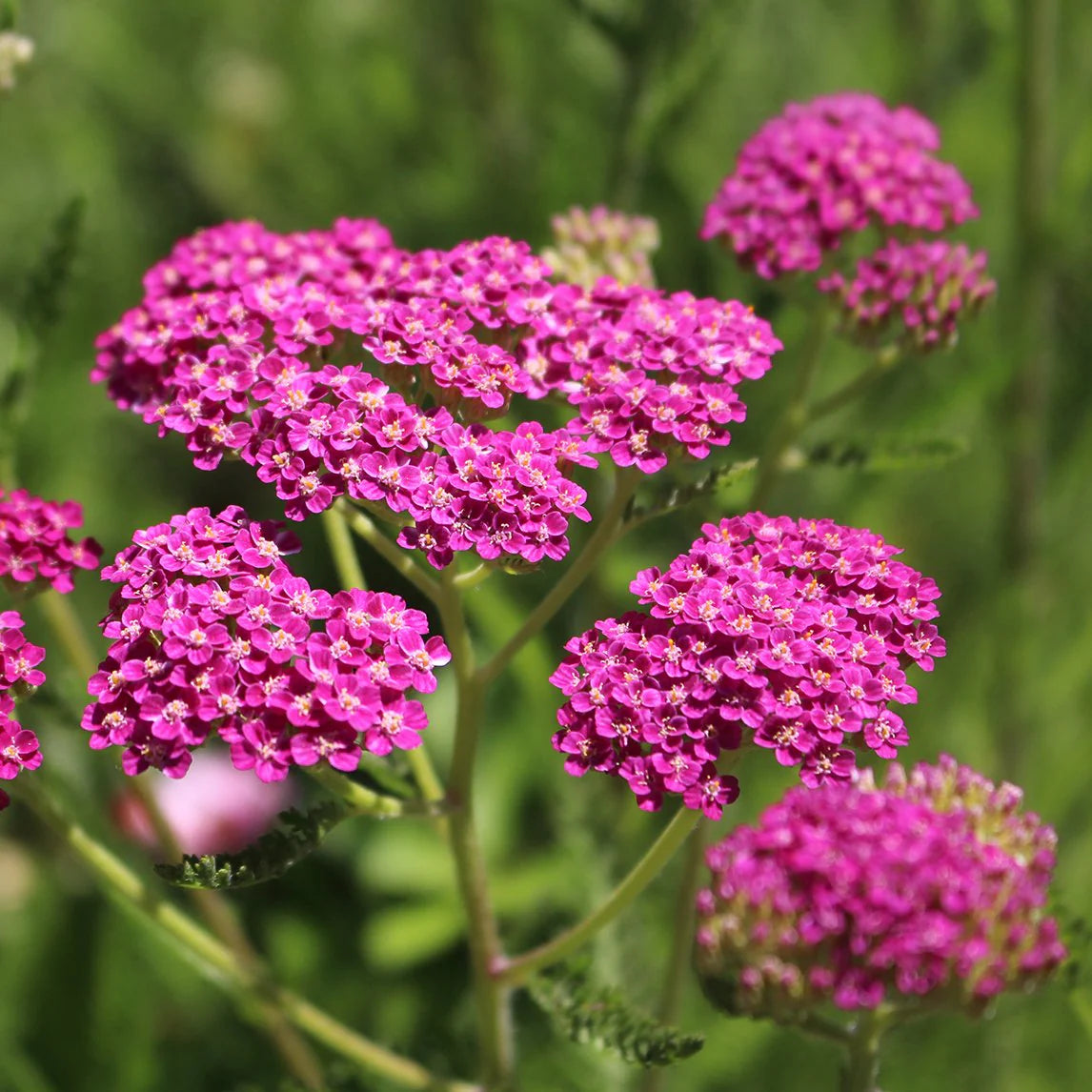 Pink Cerise Yarrow Flower seeds for Planting - Colorful Display, Heirloom & GMO Free Seeds for Home Garden