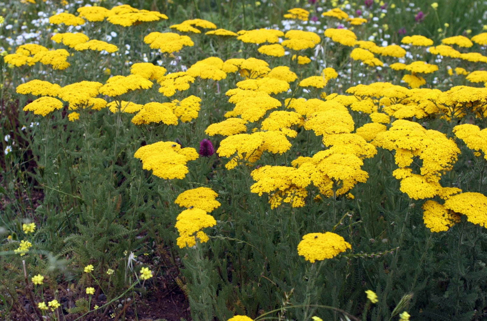 Achillea Colorful Blooms Seeds – Grow Vibrant Yarrow Flowers
