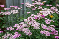 Pink Yarrow Flower seeds for Planting Pollinator Friendly Heirloom & GMO Free Seeds for Home Garden 
 
 Sale
