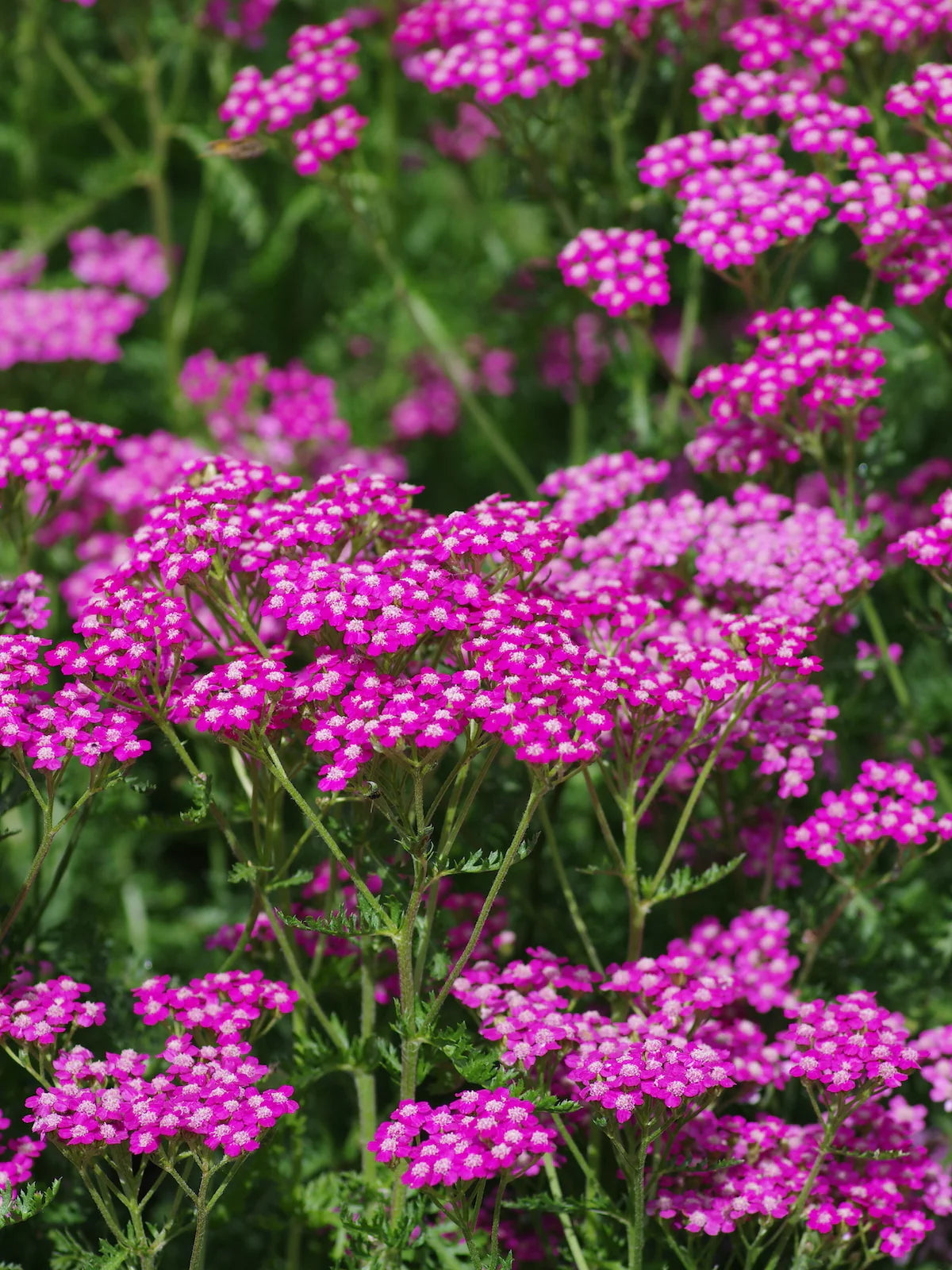 Cerise Achillea Flower seeds for Planting Sun Loving Heirloom & GMO Free Seeds for Home Garden 
 
 Sale