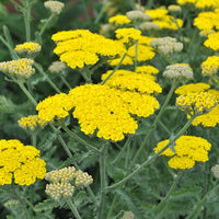 Yellow Yarrow Flower seeds for Planting - Seasonal Bloomer, Heirloom & GMO Free Seeds for Home Garden
