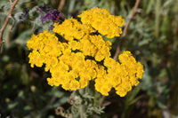 Achillea Seeds for Planting – Non-GMO Yarrow Flower Seeds