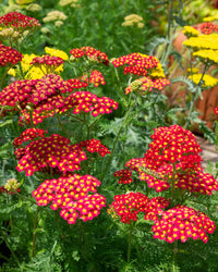Achillea Flower seeds for Planting Compact Growth Heirloom & GMO Free Seeds for Home Garden