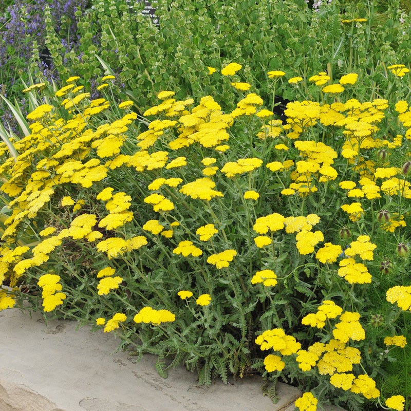 Yellow Achillea Flower seeds for Planting - Premium Quality, Heirloom & GMO Free Seeds for Home Garden