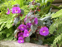Achimenes Lavender Flowers in Garden – Bright and Elegant Blooms