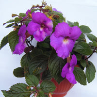 Achimenes Planting Guide – How to Grow Limoncello Lavender Variety
