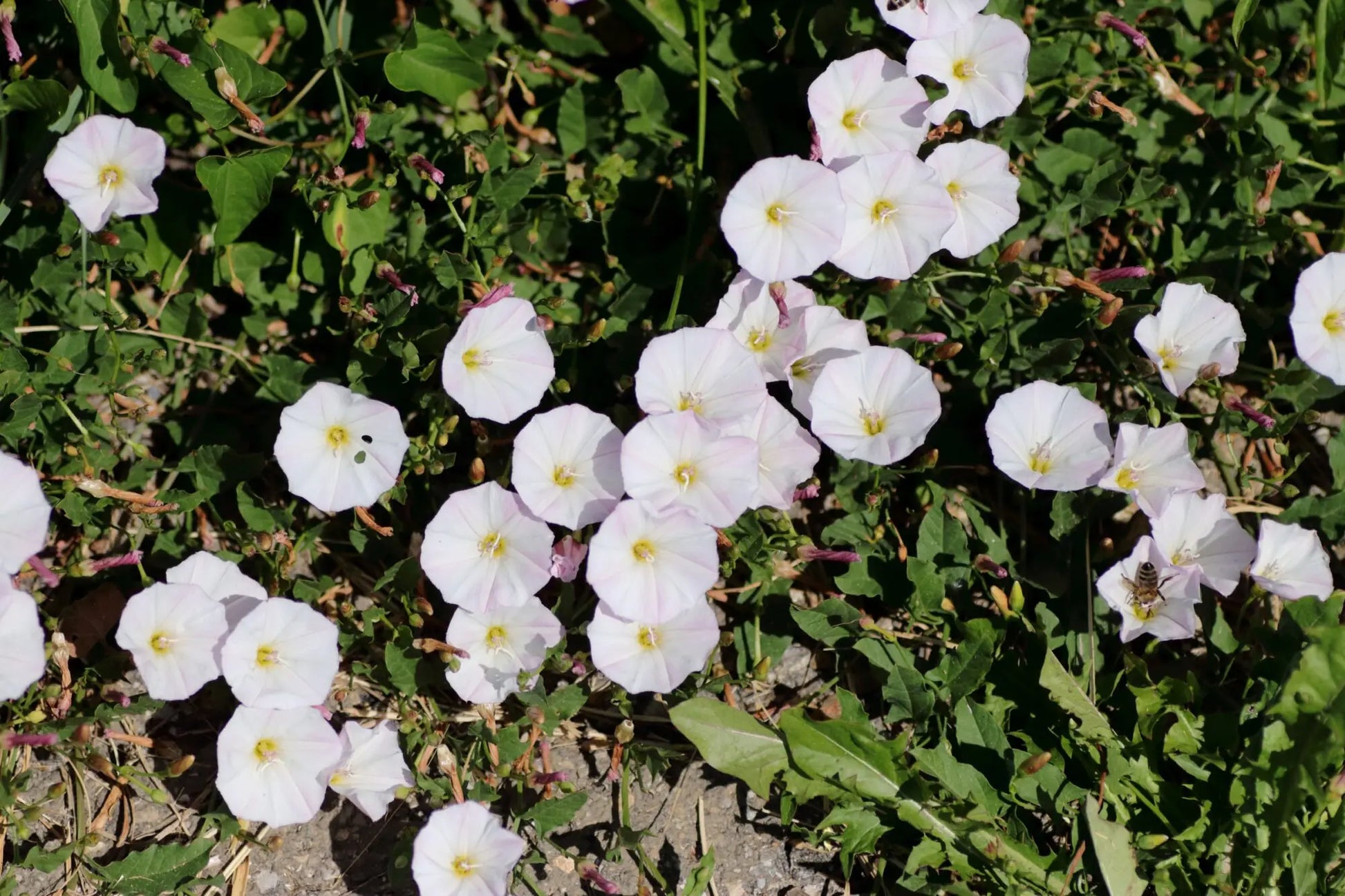 Ackerwinde Flower seeds for Planting Long Bloom Season Heirloom & GMO Free Seeds for Home Garden 
 
 Sale