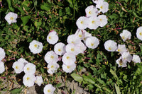 Ackerwinde Flower seeds for Planting Long Bloom Season Heirloom & GMO Free Seeds for Home Garden 
 
 Sale