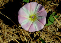 Ackerwinde Flower seeds for Planting Long Bloom Season Heirloom & GMO Free Seeds for Home Garden 
 
 Sale