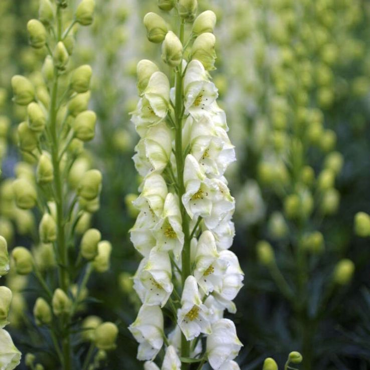 Light Green Aconitum Flower seeds for Planting - Long Bloom Season, Heirloom & GMO Free Seeds for Home Garden