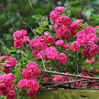 Heirloom Climbing Rose Flower seeds for Planting Premium Quality Heirloom & GMO Free Seeds for Home Garden