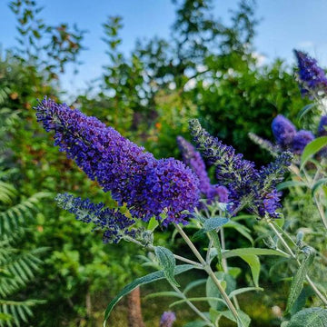 Empire Blue Buddleja Alternifolia Flower seeds for Planting - Shade Tolerant, Heirloom & GMO Free Seeds for Home Garden