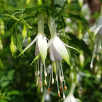Fuchsia Flower Seeds for Planting - Green & White Variety