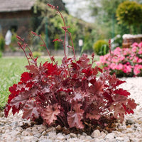 Red Coral Heuchera Flower Seeds for Planting Perfect for Borders Heirloom & GMO Free Seeds for Home Garden
 
 Sale