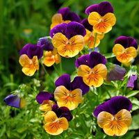Purple Orange Pansy Seeds for Vibrant Planting