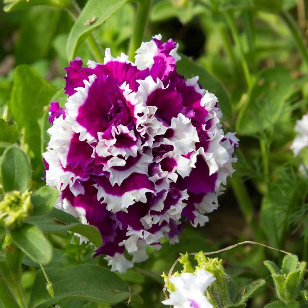 Violet Double Petunia Flower seeds for Planting Garden Favorite Heirloom & GMO Free Seeds for Home Garden 
 
 Sale