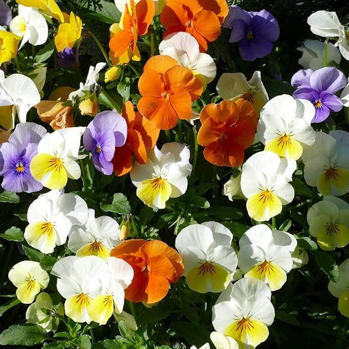 Mixed Viola Sorbet Flower seeds for Planting - Perfect for Borders, Heirloom & GMO Free Seeds for Home Garden