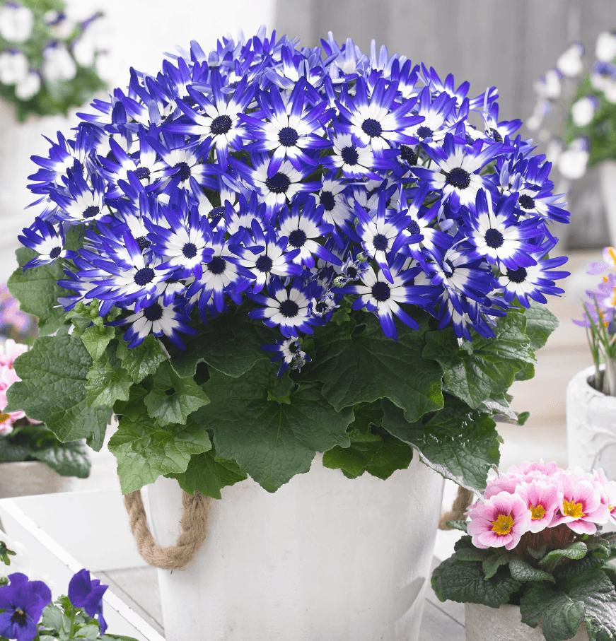 Blue Cineraria Seeds - Ideal for Planting