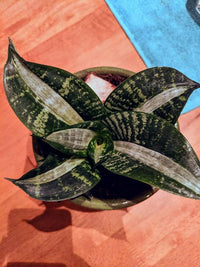 Silver Sansevieria for Garden Long Bloom Season Heirloom & GMO Free Seeds for Home Garden
 
 Sale