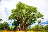 White night-blooming flower of the Baobab Tree