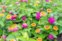 Mix Lantana Flower seeds for Planting Colorful Display Heirloom & GMO Free Seeds for Home Garden 
 
 Sale
