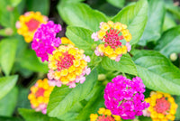Feston Purple Yellow Rose Flower seeds for Planting - Wildflower Mix, Heirloom & GMO Free Seeds for Home Garden
