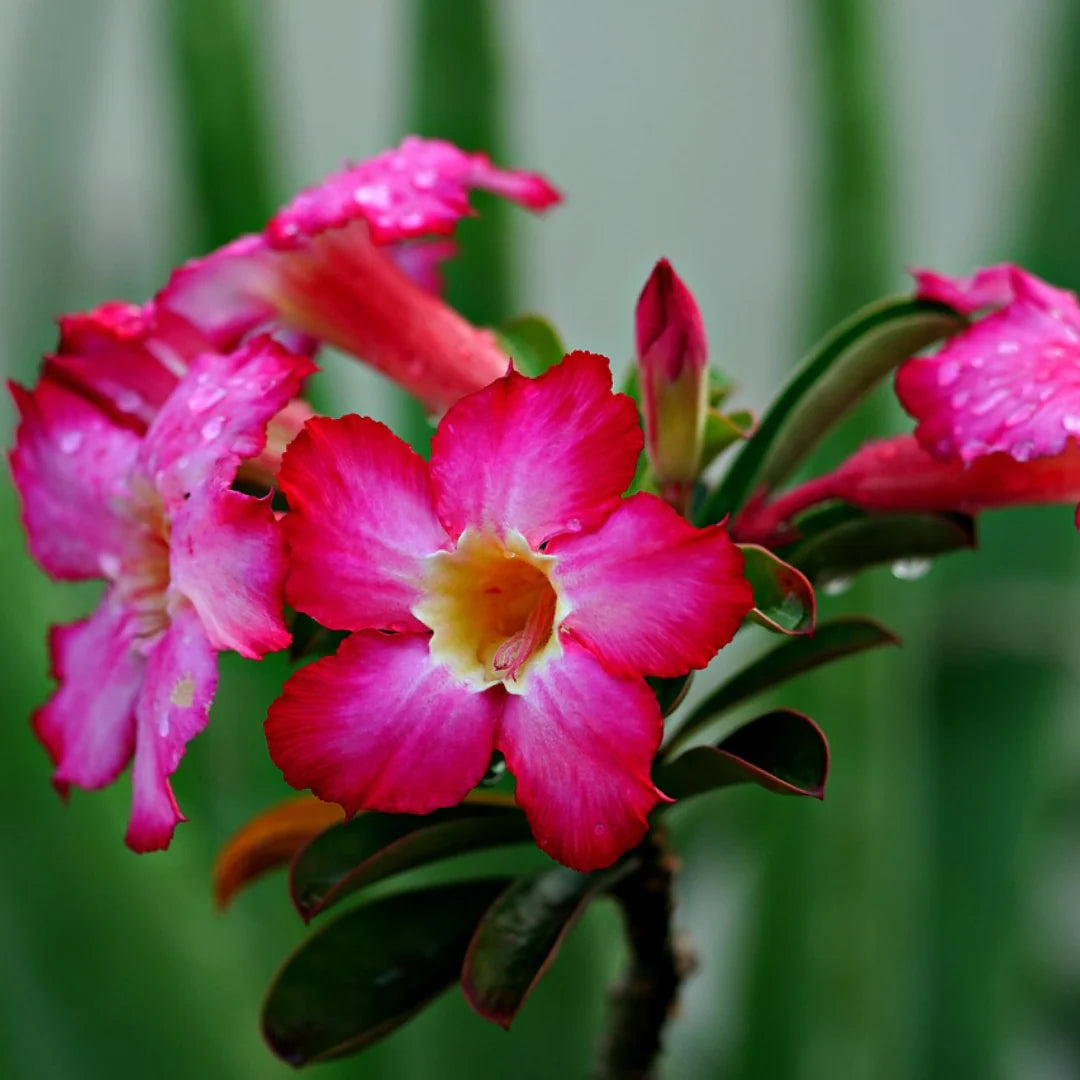 Mixed Adenium Obesum Flower Seeds Flower seeds for Planting Drought Tolerant Heirloom & GMO Free Seeds for Home Garden
 
 Sale