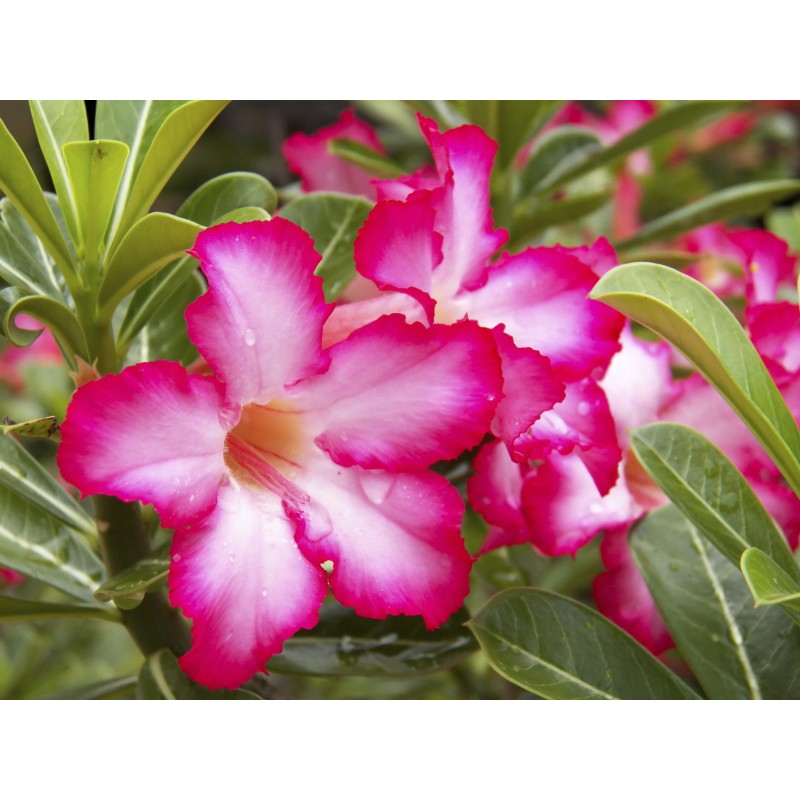 Adenium Obesum Desert Rose Doungdee B102 Garden Flower Seeds
