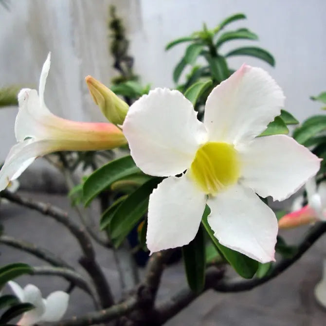White Adenium Obessum Flower seeds for Planting - Long Bloom Season, Heirloom & GMO Free Seeds for Home Garden